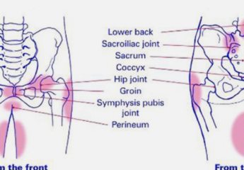 diagram of pelvic girdle