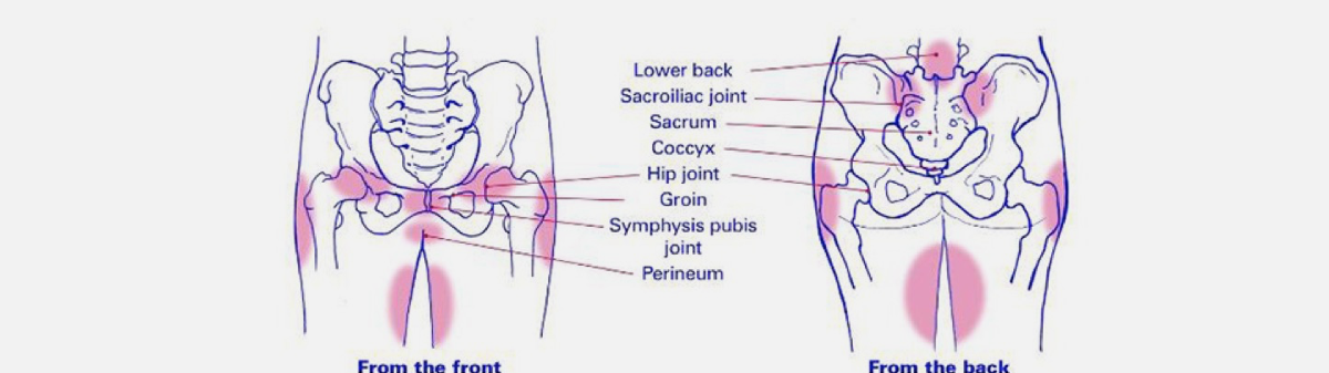 diagram of pelvic girdle